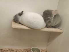 -龙猫仔乐园(惠福东路店)