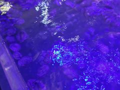 -小天鹅戴斯酒店鲸鲨百汇创作料理