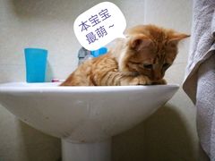 -芭比堂动物医院(广州爱宠下渡路分院)