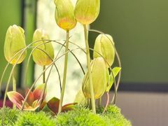 -金链花·泰国餐厅(国贸店)
