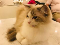 -飞行喵MR PILOT|猫舍·猫咖(静安大融城店)
