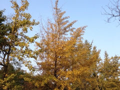 iphone_upload_pic-八大关景区
