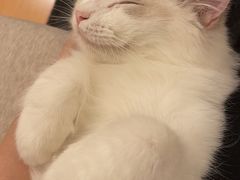 -猫大福·Fortune Cat猫舍(百子湾店)