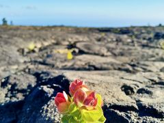 -夏威夷火山国家公园