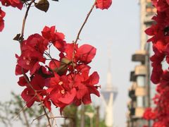 -有红鸡毛店·川菜(建设路店)