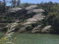 -美人谷景区