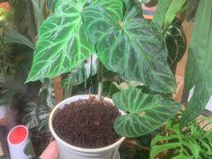 -Rabbit Cafe私房西餐甜点咖啡(栖霞路店)