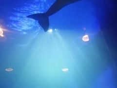 -大连圣亚海洋世界