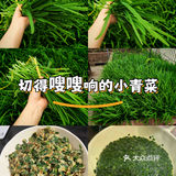 春日鲜味！韭菜炒鸡蛋