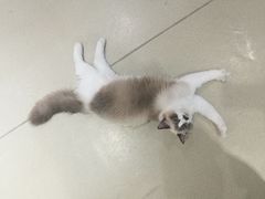 -藏猫猫咖啡主题馆(中央大道店)