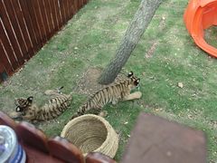 -西霞口神雕山野生动物世界