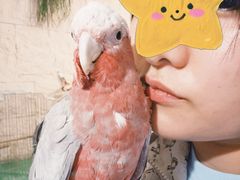 -吉丁鸟咖·异宠·寄养