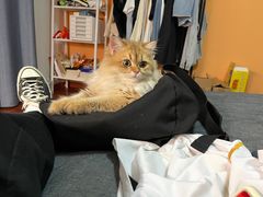 -欣宠猫屋·矮脚拿破仑·蓝金金渐层