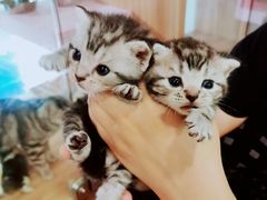 -十年猫舍·猫咪专门店(普陀店)