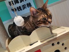 -绒爪撸猫下午茶·猫咖