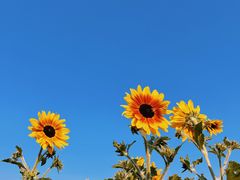 -径山花海