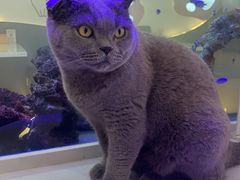 -喵园·猫主题咖啡厅·撸猫·猫咖(国贸店)