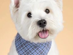 -萌宠之家·腊肠犬·马尔泰·小体犬舍