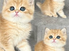 -小猫来了·猫舍(红山六九七九店)