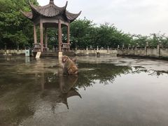 -苏州上方山国家森林公园