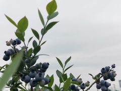 -金谷域澳洲庄园