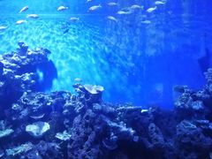 -锦艺城海洋馆