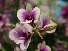 -青石桥花鸟鱼虫市场(叠翠城店)