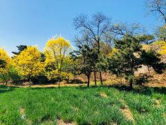 -北京西山国家森林公园