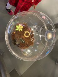 点击看大图 -七巧国萌宠乐园(龙湖天街店)