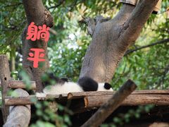 -成都大熊猫繁育研究基地