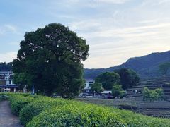 -十里琅珰
