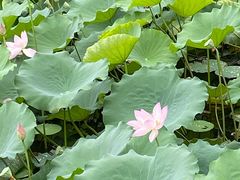 -荔湾湖公园