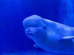 -多彩贵州城极地海洋世界