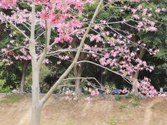 -风云岭森林公园