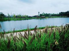 -白鹭湾湿地公园