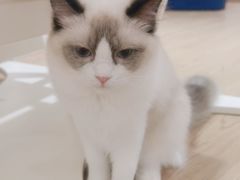 -1013 PET SHOP精品宠物商店(丁香店)