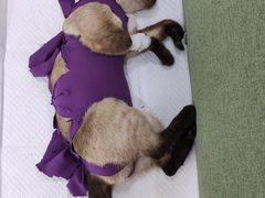 -北京恒爱动物医院(清景园分院)