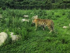 -西安秦岭野生动物园