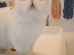 -滚猫咖啡·猫咖·猫友好撸猫(未来城店)