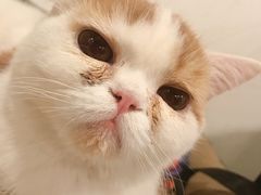 -Cappucimeow猫咪咖啡馆(韦伯时代店)
