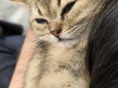 -楼上猫咖(罗湖店)