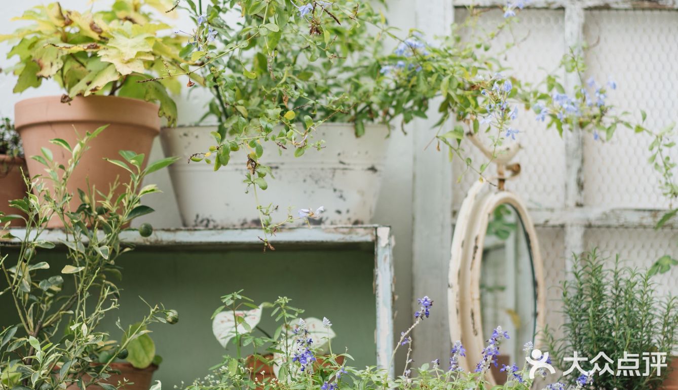 与植物生活在一起Ning's 