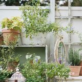 与植物生活在一起Ning's 