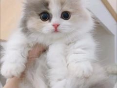 -Bastet sally猫舍购宠(静安店)