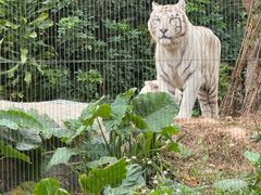 -广州长隆野生动物世界