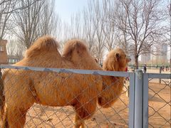 -长白岛森林公园