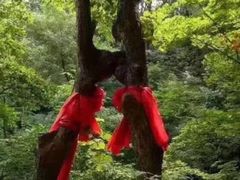 -天女山森林公园