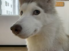 -Husky Go! 哈士奇体验馆·宠物咖啡厅狗咖