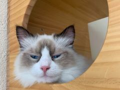 -藏猫猫咖啡主题馆(中央大道店)