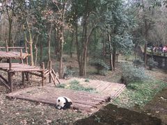 -成都大熊猫繁育研究基地